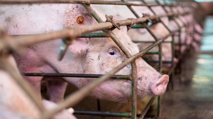 pigs on a factory farm