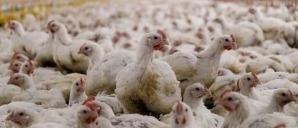 Chicken broiler. World Animal Protection / Tracks Investigations