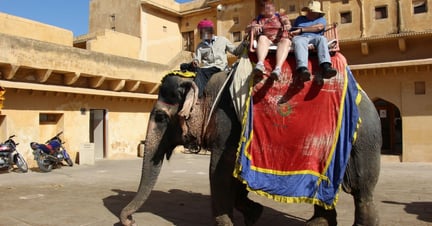 Tips to spot an elephant-friendly venue