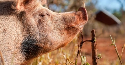 Free range pig on a farm in Brazil