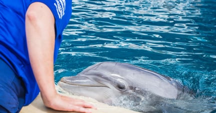 Exposing the truth behind the smile