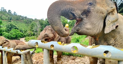 Elephants eating at the feeding station at ChangChill