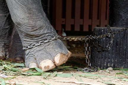 An elephant chained at a low welfare venue