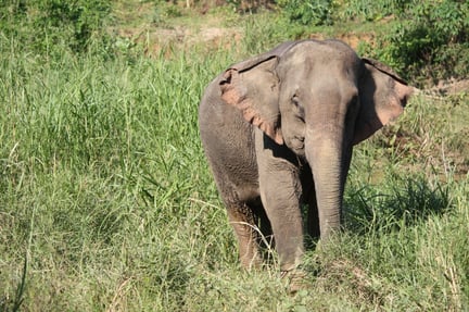 A wild Asian elephant in the grass - World Animal Protection - Wildlife. Not entertainers
