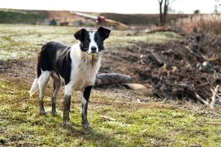A black and white dog