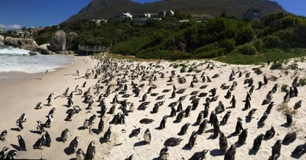 Success for penguins!
