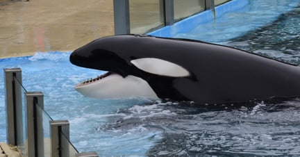 Captive orcas performing at Mundo Marino, Argentina