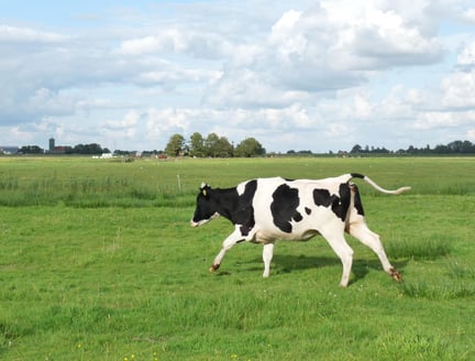 Cow