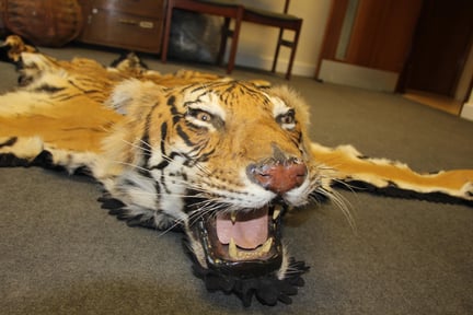 Tiger skin