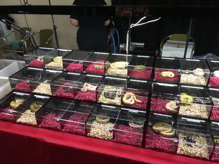 Doncaster reptile expo