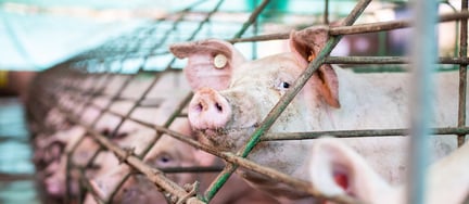 Industrial-Farming-Pigs-in-Cages