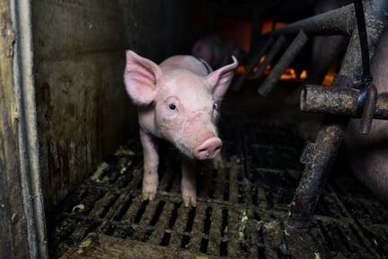 Piglet on a factory farm