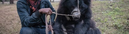 Rangila rescue 
