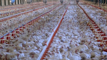 Hundreds of chickens are in a barn with artificial lighting and very limited space