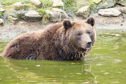 An adult bear is bathing in a pond. A stony and grassy area can be seen in the background.