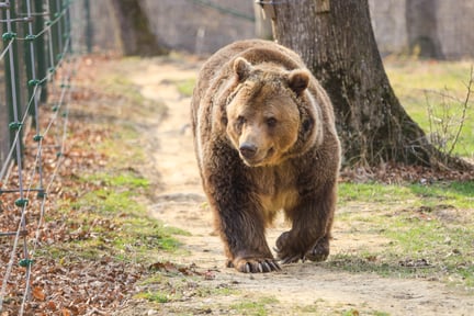 A bear walking in an enclosed area