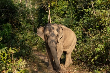An elephant in its natural habitat walking among trees and greenery
