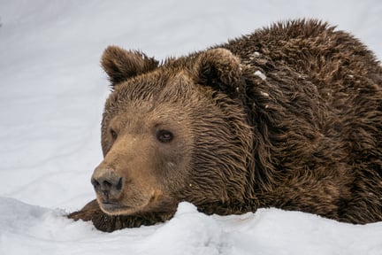 A bear laying in snow