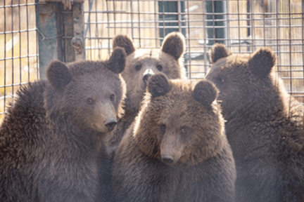 A group of four bears huddled together - three of them are looking at the camera and one of them is looking to the side