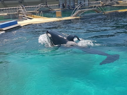 Captive orca pictured in a barren tank