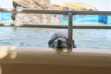 A captive dolphin resting its head on the side of the pool edge.