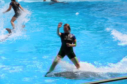 Trainers in wetsuits are surfing on dolphins' backs in a pool