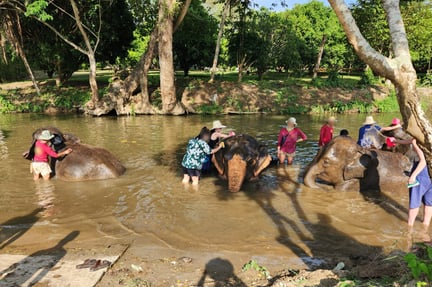 People bathing elephants in a muddy river, surrounded by lush trees.