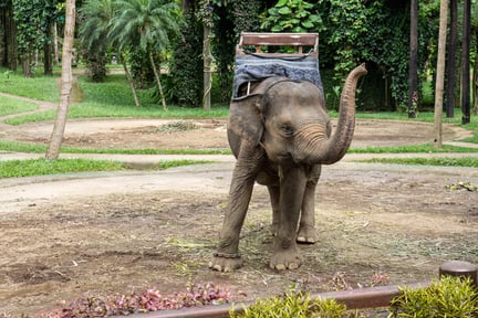 Young elephant with a riding seat on its back stands on a dirt path, trunk raised. Trees and greenery can be seen in the background.