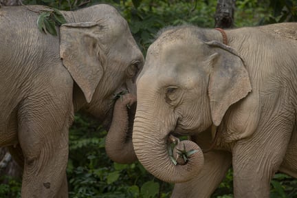 Two elephants interact closely in a lush woodland, their trunks meeting in a display of affection and connection.