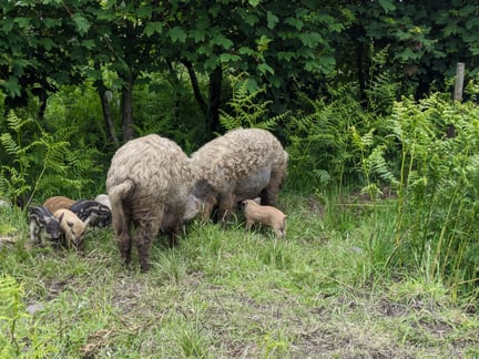 Two grown pigs and their piglets roaming freely in a woodland