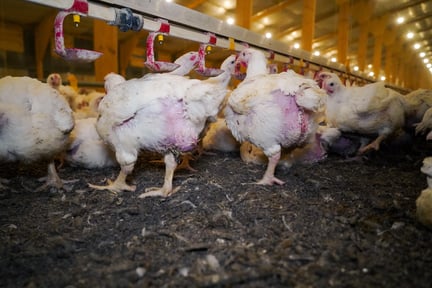 Chickens crammed into a barn with very little space on a broiler farm in the UK