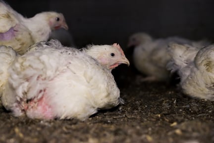 Chickens crammed into a barn with very little space on a broiler farm in the UK
