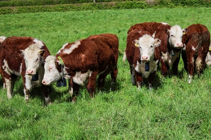 A herd of 5 cows enjoying some sunshine in a field