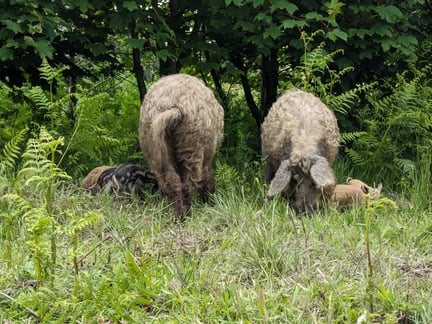 Two adult pigs and several piglets forage in a grassy area surrounded by ferns and trees.