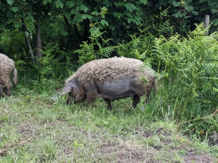 An adult pig is foraging in a grassy area surrounded by ferns and trees.
