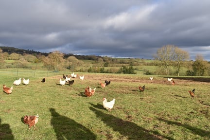 A flock of brown and white chickens scattered across a grassy field under a cloudy sky. There are rolling hills, fields and trees in the background.