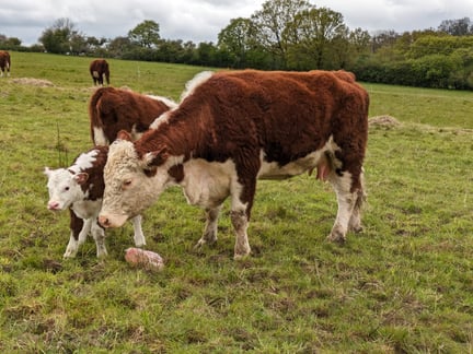 A cow and her calf, both brown and white, stand closely together in a grassy field. Other cows graze in the background under a cloudy sky.