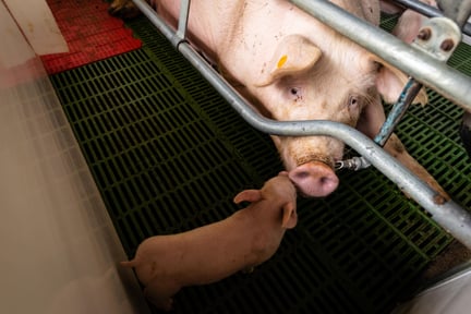 A mother pig with her piglet in a farrowing crate