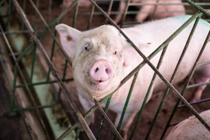 A pig is looking at the camera from within its small crate with barely enough space to turn around.