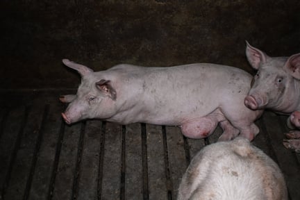 Sow with growth/hernia on UK factory farm 2022.