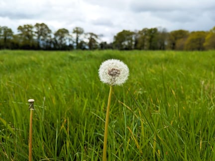 A single dandelion in a field