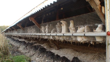 Rows of minks in a wire cage at a fur farm. The animals behind the mesh are cramped together, and the environment looks rustic and industrial.