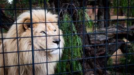 A majestic lion with a thick mane stares intently from behind a black metal fence.