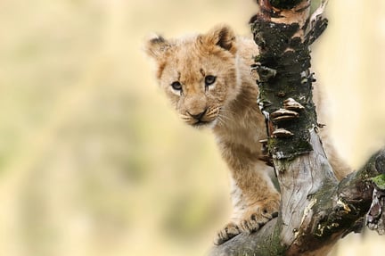 Brown Tiger on Grey Tree Branch