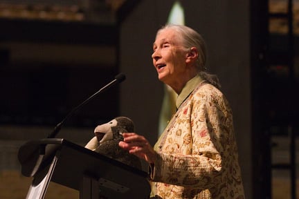 A photograph of Jane Goodall speaking at an event