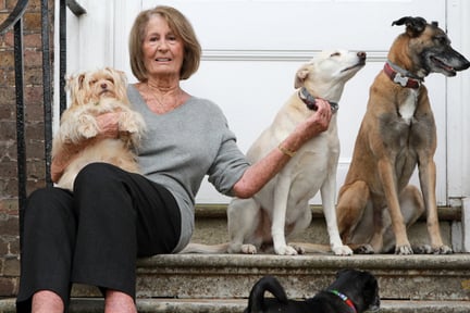 Lady Annabel Goldsmith sitting on front door steps with 3 dogs.