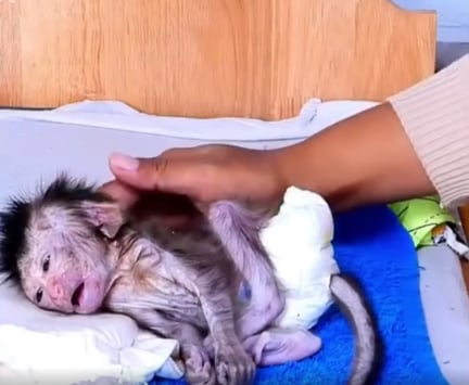A baby monkey is wearing a nappy and is being handled by someone.
