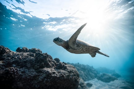 Sea turtle swimming near the surface of the ocean.