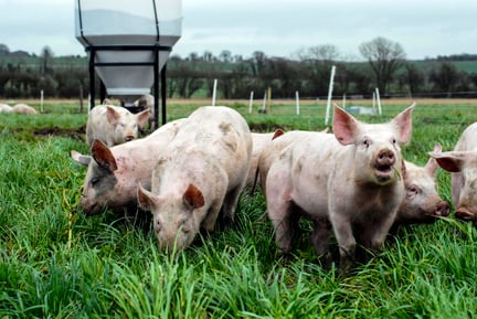 Pigs on a UK farm