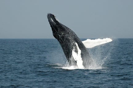 A juvenile Gray whale is breaching whilst entangled in ghost gear off the coast of Mexico